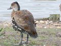 West Indian Whistling Duck